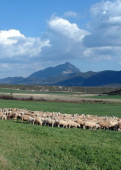 Promover el desarrollo territorial: cultural, econ&oacute;mico y social de las Comarcas de a Jacetania y Alto G&aacute;llego, con especial dedicaci&oacute;n en el medio rural 