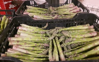 Espárragos de La Jacetania, del productor al consumidor