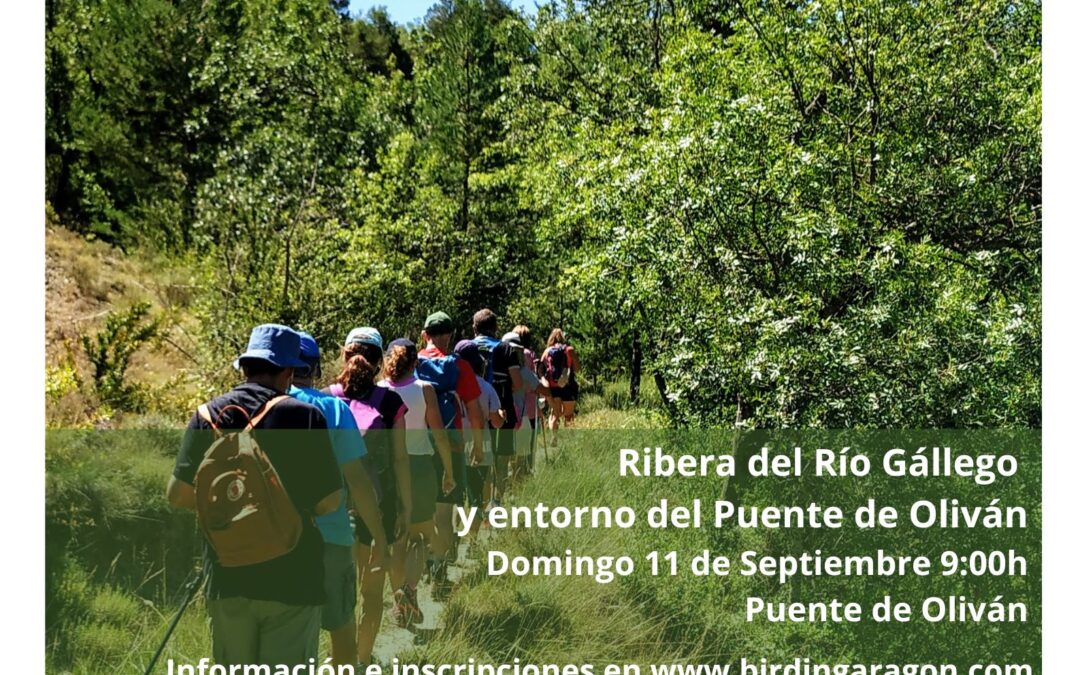 Ruta Ornitológica por la ribera del río Gállego y el entorno del Puente de Oliván