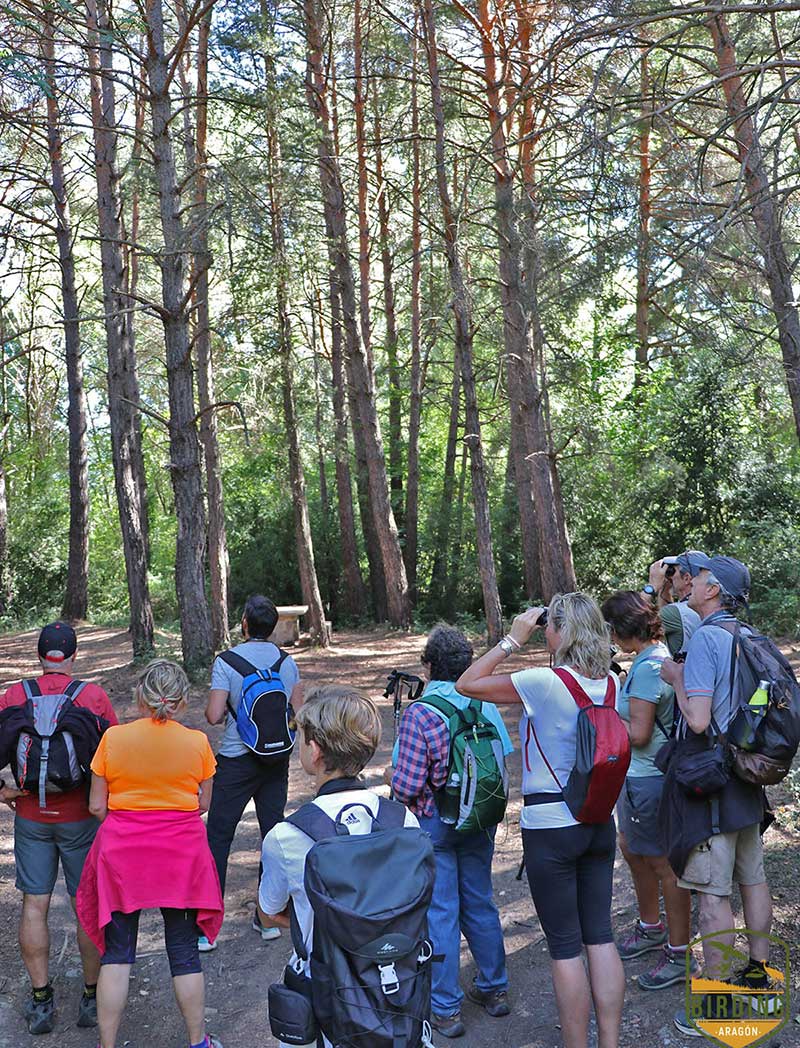 Birding Aragón es un proyecto de cooperación Leader en el que participan los 20 Grupos de Leader de Acción local de Aragón y entidades como Turismo de Aragón y la Asociación Aragonesa de empresarios del turismo ornitológico.