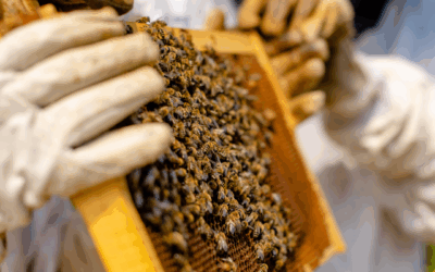 600.000 euros para impulsar 24 proyectos en el Pirineo aragonés gracias a ADECUARA